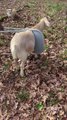 Finkle the Goat Gets Stuck Playing in Chair