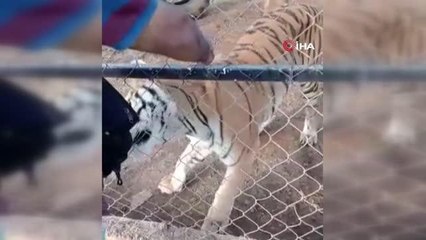 Meksika'da bakıcısı olduğu kaplanın saldırısına uğrayan kişi öldü