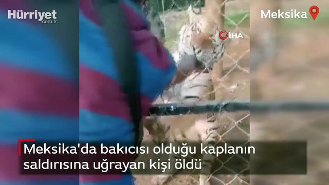Meksika'da bakıcısı olduğu kaplanın saldırısına uğrayan kişi öldü