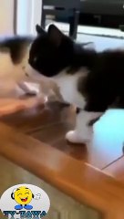 Kucing lucu bikin ketawa ngakak ! Funny cat