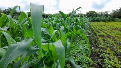 Productores rivenses optimistas con el ciclo agrícola