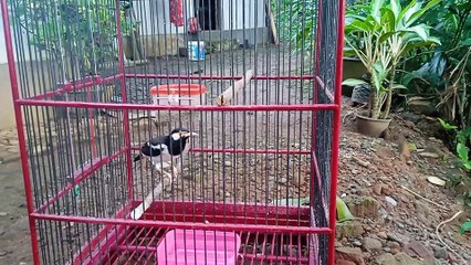 Jalak suren lucu dan jinak