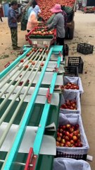 Dividindo Frutas Pelo Tamanho 