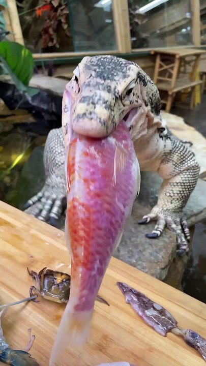 Feeding Giant Lizard Speed Round_Full-HD