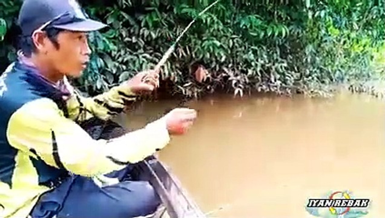 mancing udang galah besar