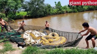 Chicken was swallowed by a giant snake when a young man fished