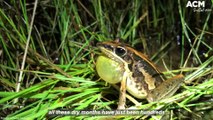 'We should be alarmed when they're disappearing', Dr Jodi Rowley on the nation's amphibian pandemic | June 16, 2022 | ACM