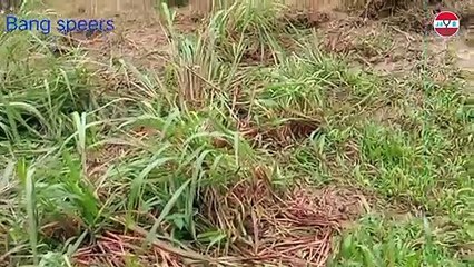 Detik-detik Pemancing Merekam Seekor Buaya yang Membawa Benda Misterius - Ternyata!!