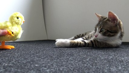 Cute Cat Plays With a Chicken
