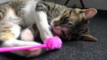 I Play With the Pink Mouse