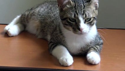 I Purr and Make Small Biscuits