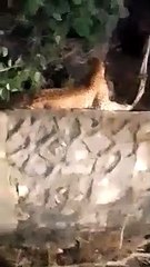 रणथम्भौर रोड पर देर रात दिखा ममतामयी नजारा