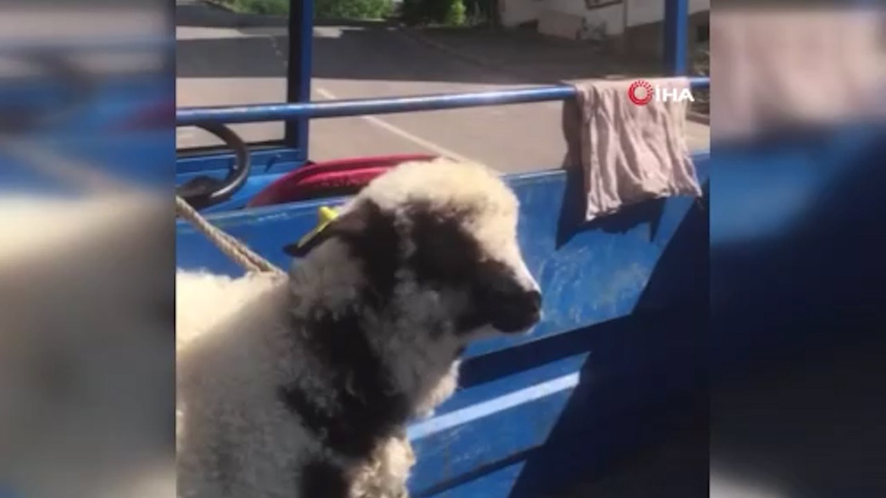 ‘Anne’ diye meleyen kuzu ile sahibinin dostluğu şaşırtıyor