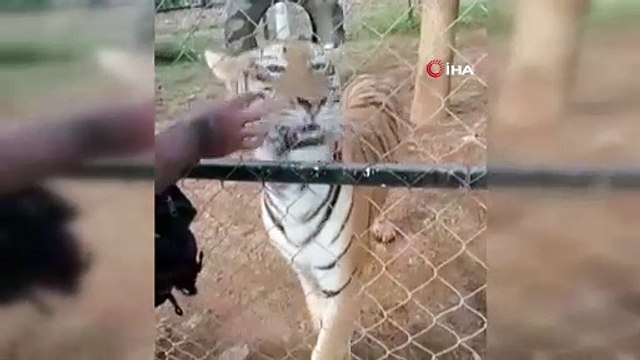 Meksika'da bakıcısı olduğu kaplanın saldırısına uğrayan kişi öldü