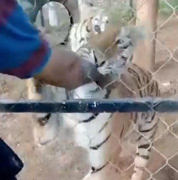 Meksika'da bakıcısı olduğu kaplanın saldırısına uğrayan kişi öldü
