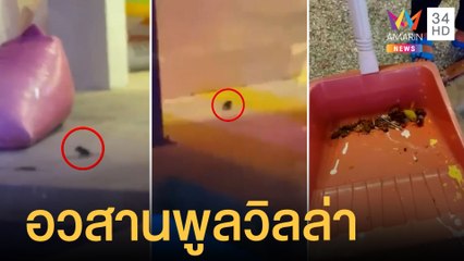 อวสานพูลวิลล่าหรู แถมสัตว์ทั้งหนู-แมลงสาบ-กิ้งกือ ซ้ำเจอแอร์รั่ว | ข่าวเที่ยงอมรินทร์ | 16 มิ.ย.65