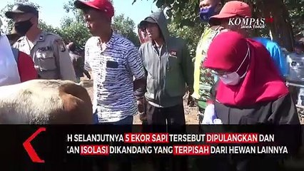 1.403 Sapi di Jember Terpapar Virus PMK