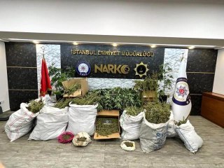 Çatalca'da kiralık çiftlikte 491 kök Hint keneviri ele geçirildi