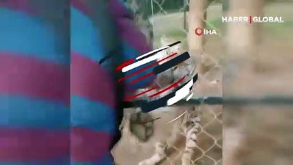 Dehşet anları kamerada: Bakıcısı olduğu kaplanın saldırısına uğradı!