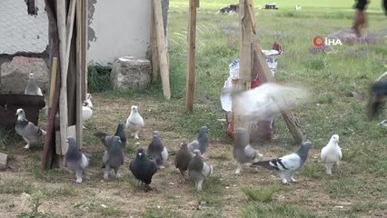 20 bin lira değerindeki taklacı güvercinleri çaldılar, yoldukları tüyleri çevreye yayarak hırsızlığı tilkinin üzerine atmaya çalıştılar