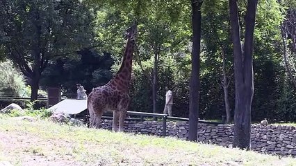 Hayvanat bahçesinin Afrikalı sakinleri bir arada yaşıyor