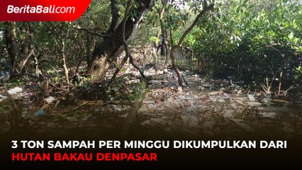 3 Ton Sampah per Minggu Dikumpulkan dari Hutan Bakau Denpasar