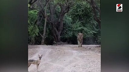 ગીરના જંગલમાં સિંહ-શિયાળનો વીડિયો થયો વાઇરલ