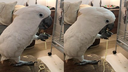 'Spaghetti-loving cockatoo takes his sweet time to enjoy his food '