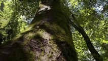 Menaces sur la forêt française