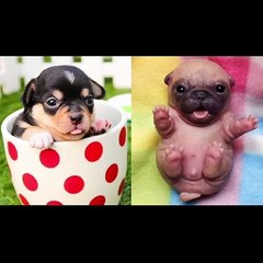 Funny Animal Videos 2022  - Funniest Cats And Dogs Videos Compilation 2022