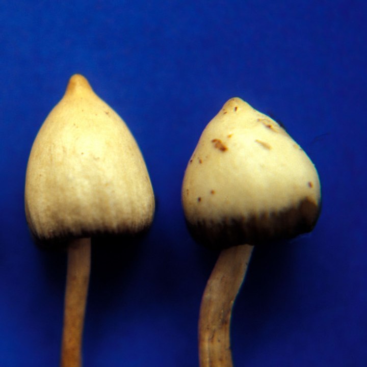 Magic Mushrooms sollten in Pflegeheimen ausgegeben werden