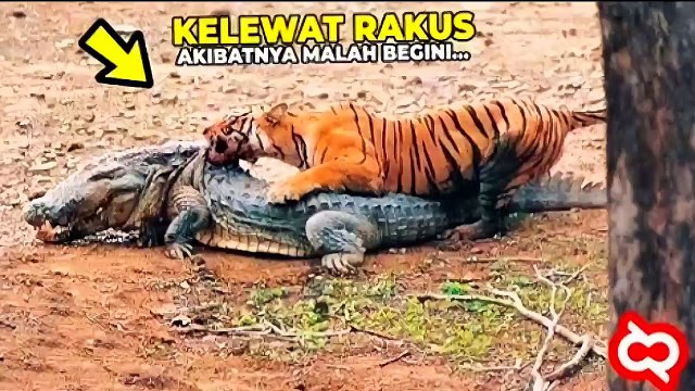 Ketika Pemangsa Berbalik Jadi Mangsa! Begini Pertarungan Hewan Buas Di Alam Liar, Hasil Akhirnya...