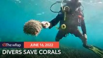 Divers race to avert crown-of-thorns starfish outbreak in Boracay waters