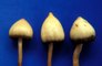 Magic mushrooms should be given out in care homes