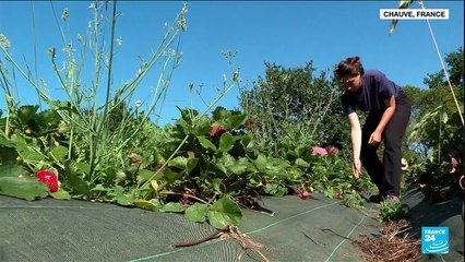 Vague de chaleur en France : les agriculteurs s'inquiètent