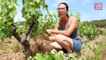 À Bandol, une nouvelle génération de vignerons prend les commandes
