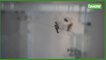 Namur: une ruche sur écoute à l'exposition Biotopia