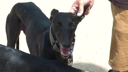 Perros y pájaros luchan por encontrar refugio en esta ola de calor