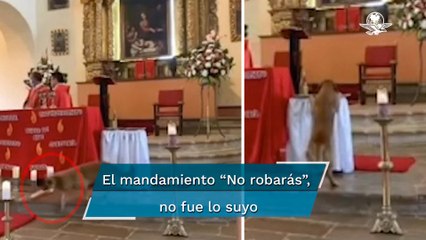 Lomito roba el pan de un misa y se hace viral en TikTok