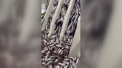 El conflicto con Argelia obliga a tirar miles de kilos de pescado