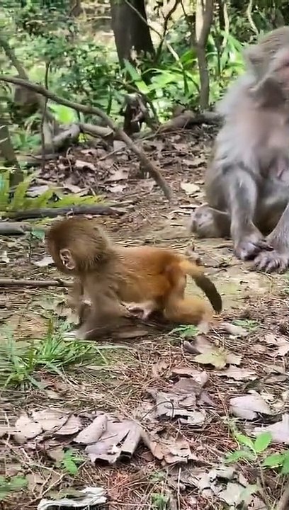 Little monkey is so cute 8