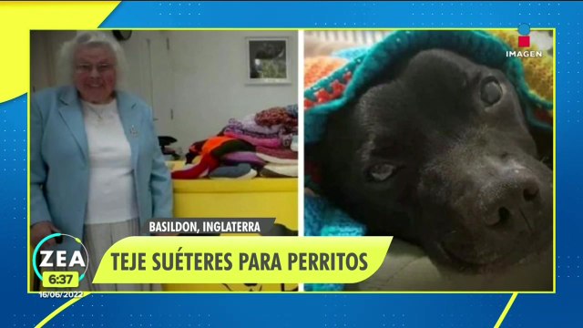 Mujer de 89 años teje suéteres a perritos de un refugio