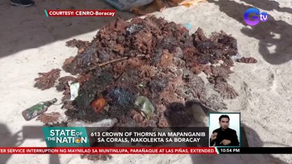 613 Crown of Thorns na mapanganib sa corals, nakolekta sa Boracay | SONA