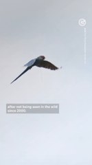Spix's Macaws Return to Wild After 20+ Years
