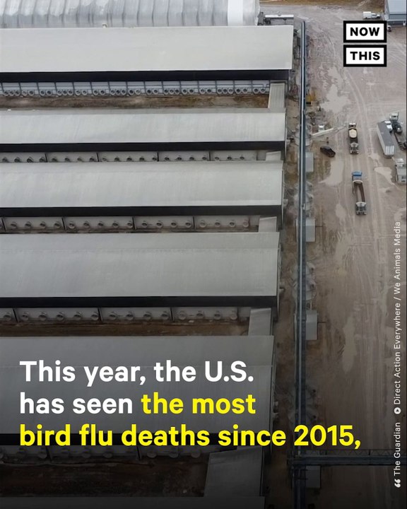 How Avian Flu Has Led to Mass Deaths of Birds on U.S. Farms