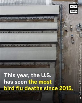 How Avian Flu Has Led to Mass Deaths of Birds on U.S. Farms