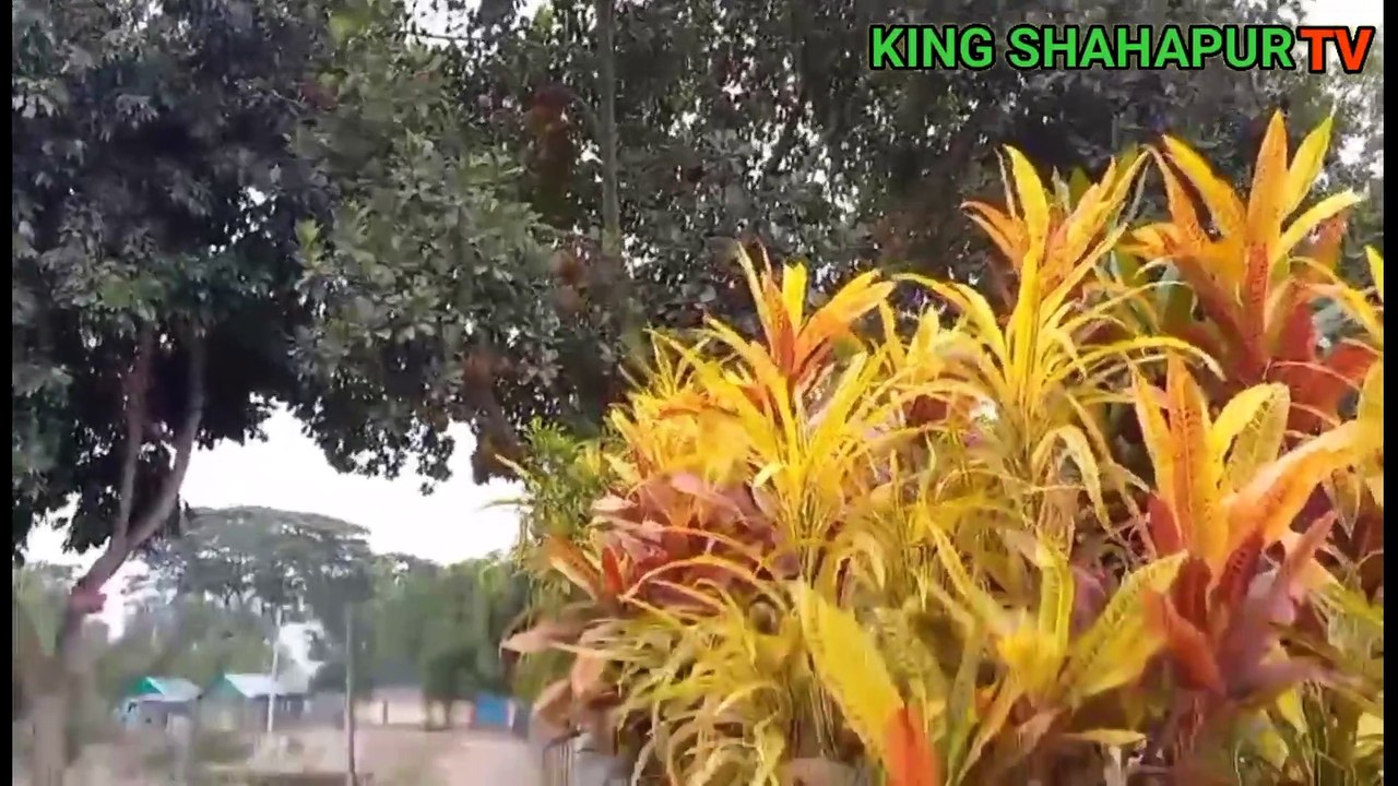কিং শাহ্পুর উওর পাড়া জামে মসজিদ পর্ব ০১ পরিচালনা কিং শাহ্পুর টিবি প্লিজ লাইক কমেন্ট শেয়ার এন্ড সাপো