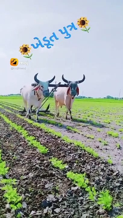 Meghraja ni moj