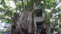 Raíces de enorme árbol levantan pisos en Vallarta 500 | CPS Noticias Puerto Vallarta