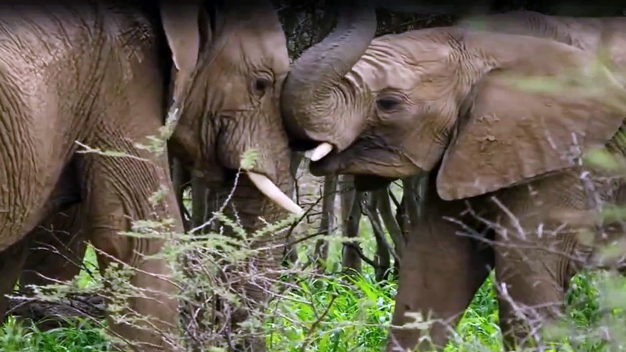Tierisch gute Erziehung Staffel 1 Folge 3 HD Deutsch